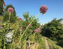 garten 2018